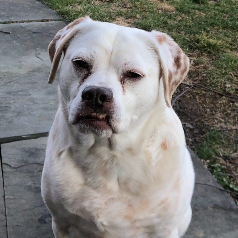 Abby - Golden Vanilla